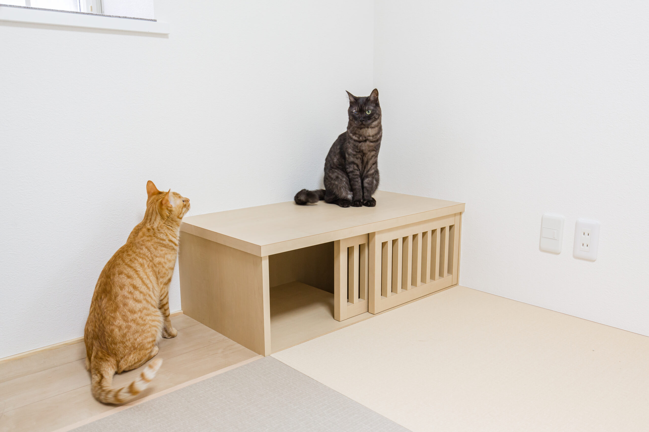 ペットと暮らす戸建てリノベーション|猫も人も快適に過ごせる住まいづくり